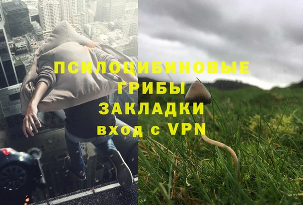 прущие грибы Абдулино